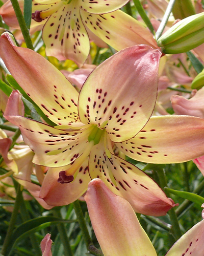 LILIUM CORSAGE 50 kusov